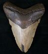 Megalodon Tooth - North Carolina #13830-1